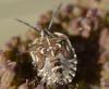 Carpocoris sp.